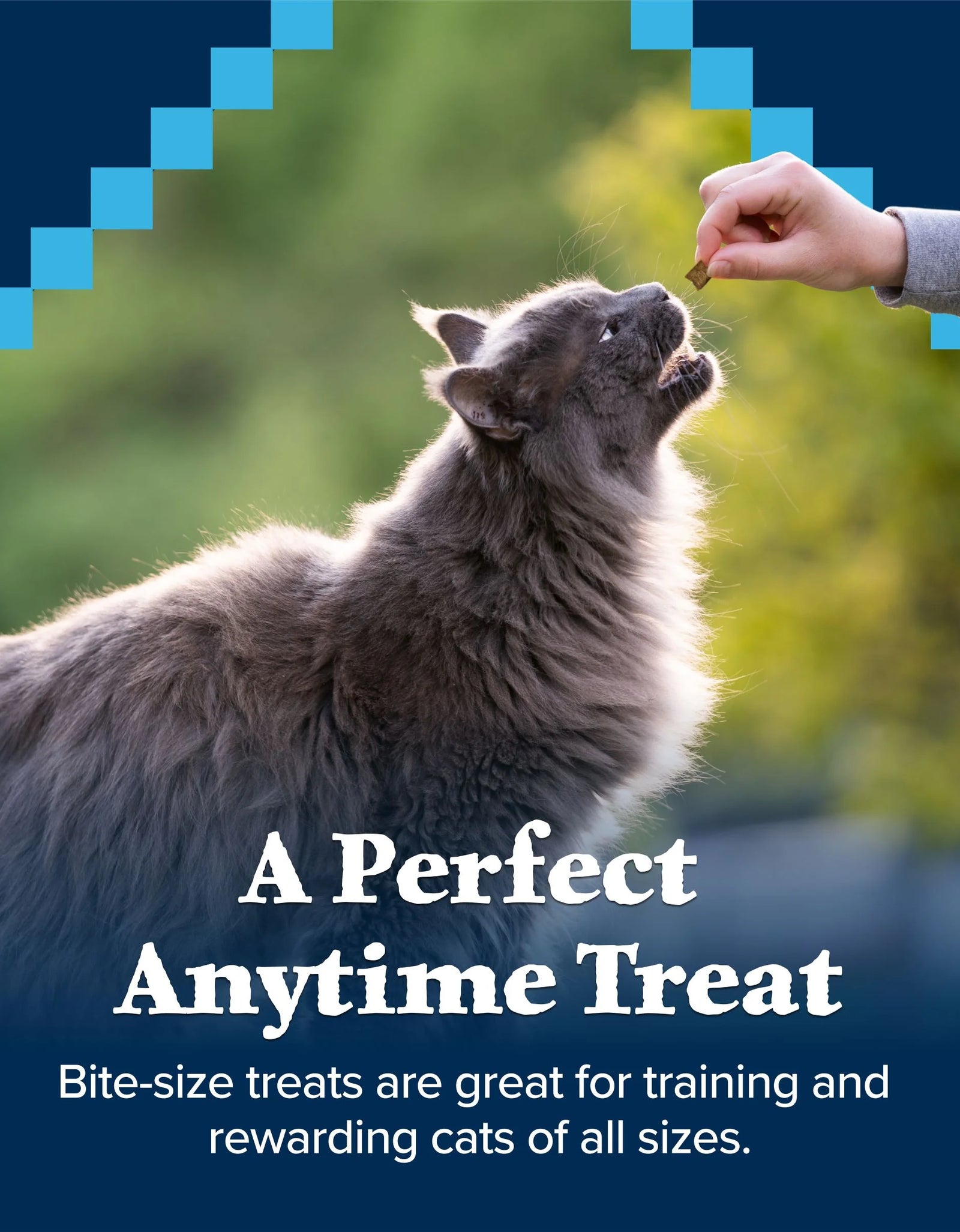 Wilderness Chicken & Salmon Flavor Dry Soft Treats for Cats, Grain-Free, 2 Oz. Bag